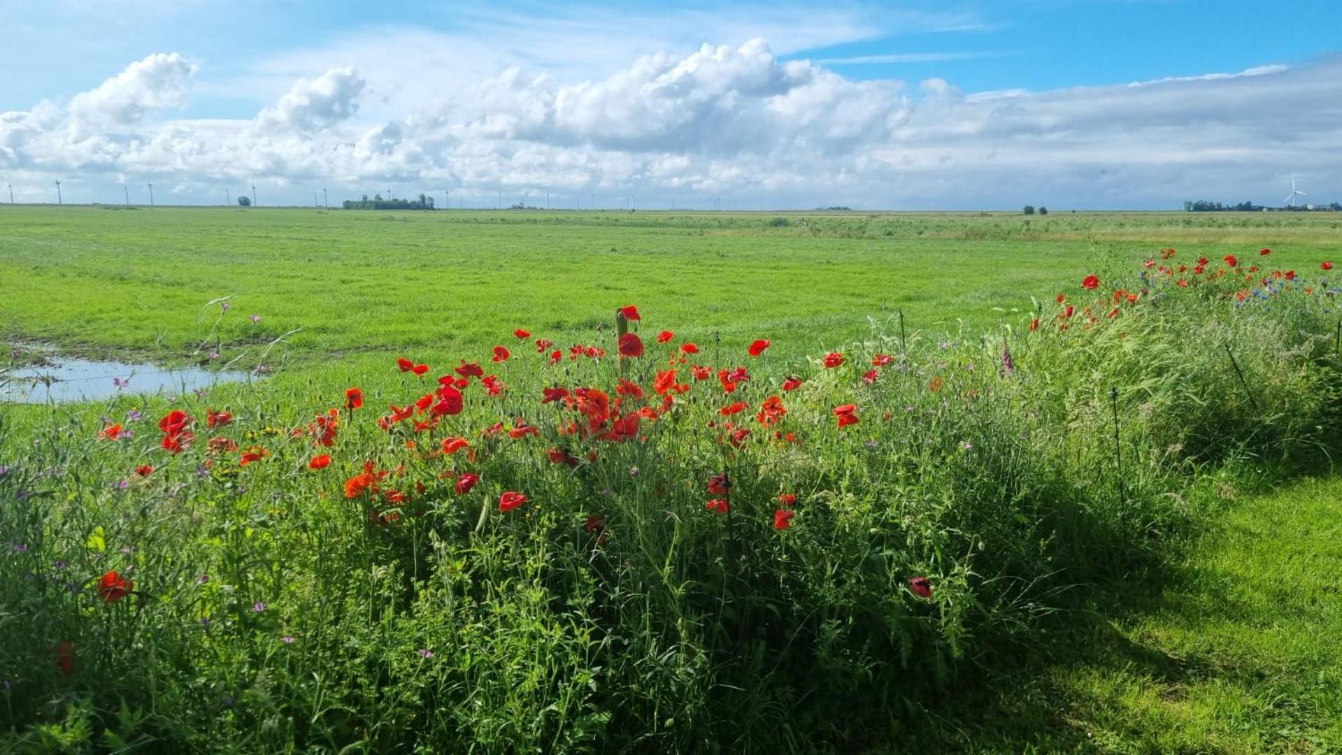 Lyklamastate Nijemirdum Zewnętrze zdjęcie