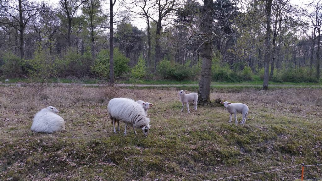 Lyklamastate Nijemirdum Zewnętrze zdjęcie